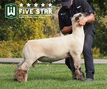Five Star