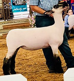 Scarlet Acres Winners