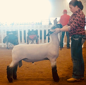 Scarlet Acres Winners